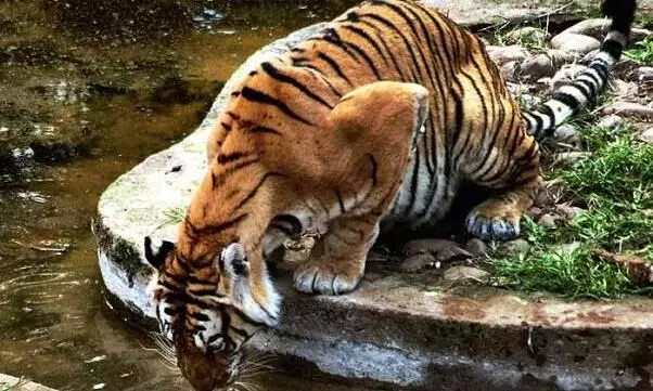 Hindu activists say no beef to animals in Guwahati Zoo
