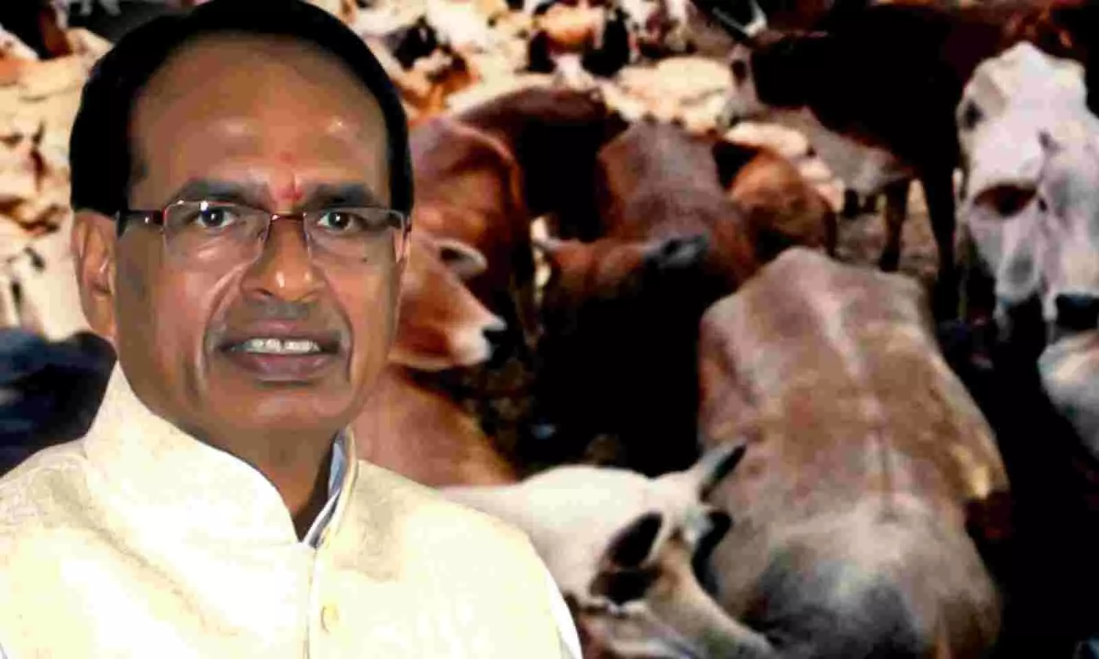 New cess, shelters and research centre in Madhya Pradesh—all for cows
