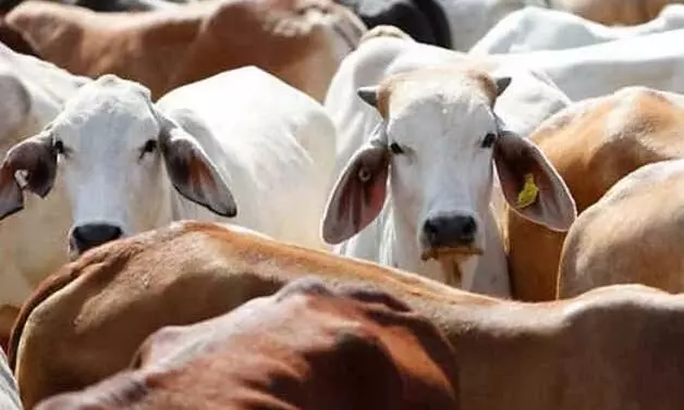 Karnataka to table law on cow slaughter ban in next Assembly session