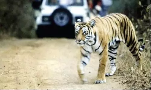 Tiger kills tribal girl in Telangana: Second incident in a month