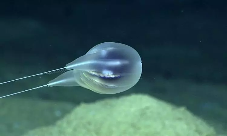 Scientists discover new species of comb jellies with a high definition video