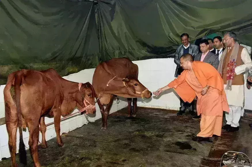 Cows in UP to get special coats this winter
