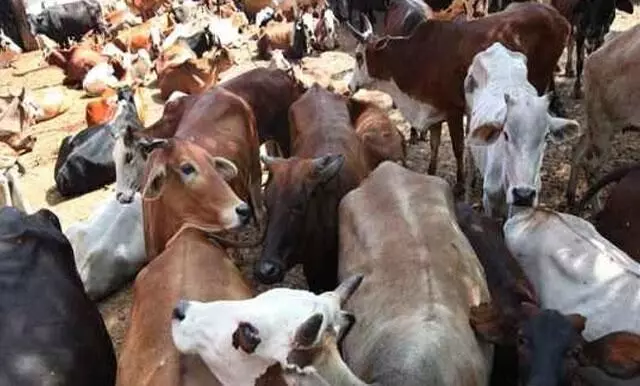 Why is Karnatakas anti-cow slaughter Bill worrying?