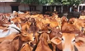 Cong leader C.M. Ibrahim hails cow slaughter ban