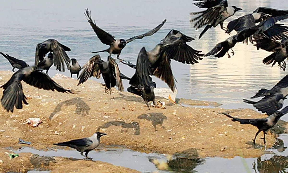 Rajasthan reports more bird flu: 140 more crows dead