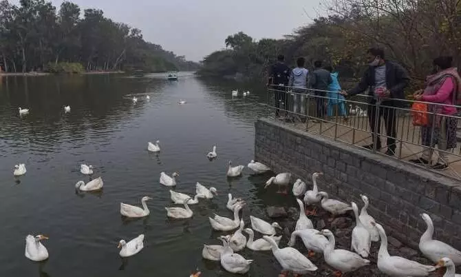 Delhis Sanjay Lake, 4 Big parks shut after mass bird deaths