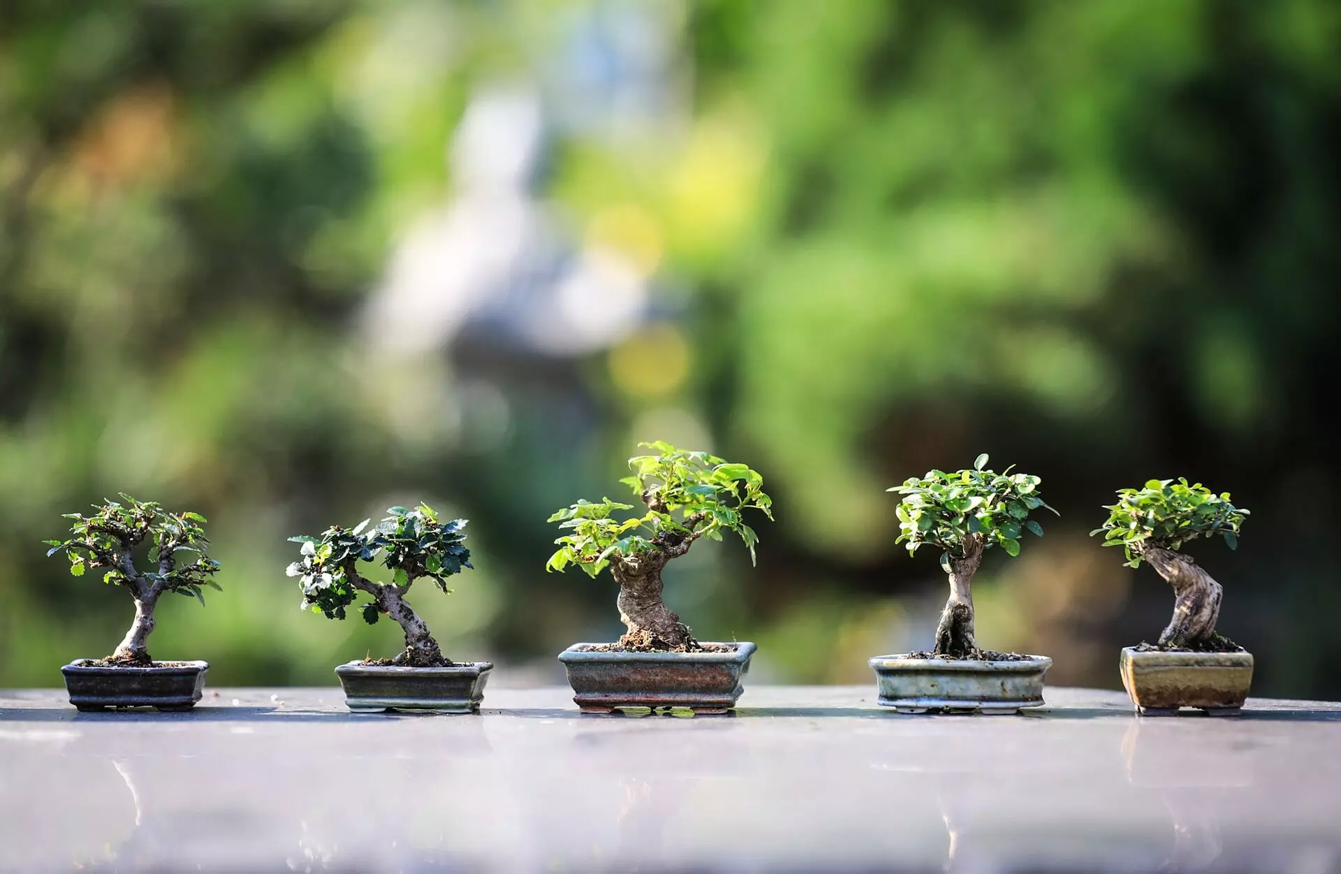 Rare Bonsai tree stolen from former police chiefs house recovered, two thieves arrested