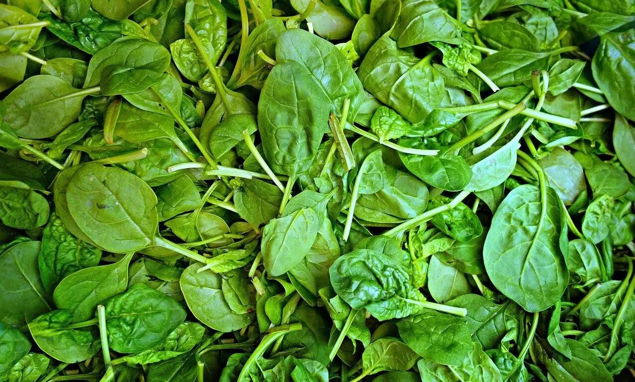 Spinach can alert environmental changes via emails: Study