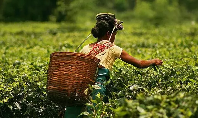 Assam tea workers earning between Rs137-Rs167 for over 15-20 years: Oxfam