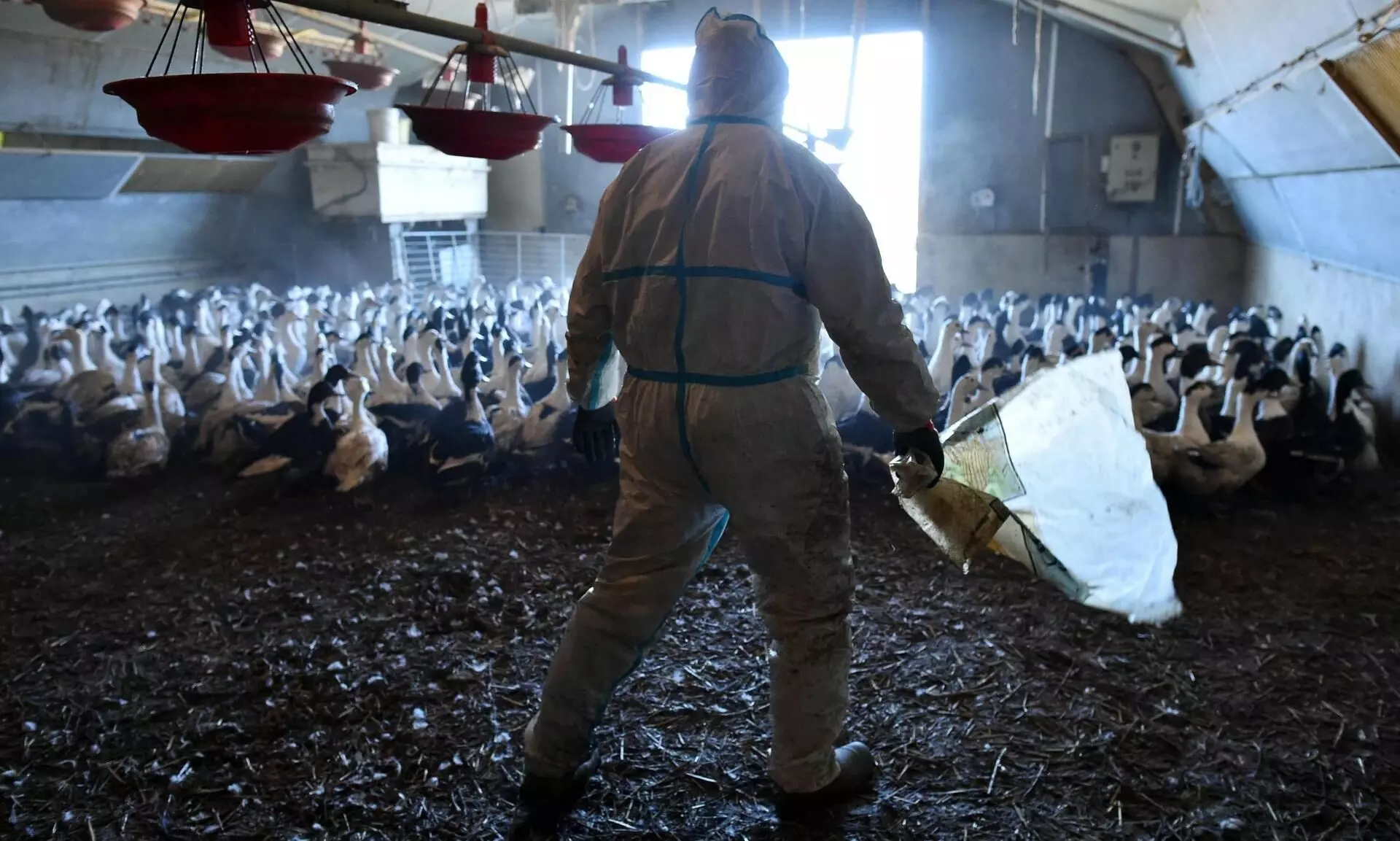 Russia discovers first human cases of H5N8 influenza
