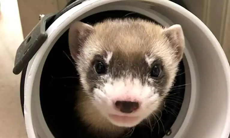 Cloning of a black-footed ferret, first time for an extinct species in the US.