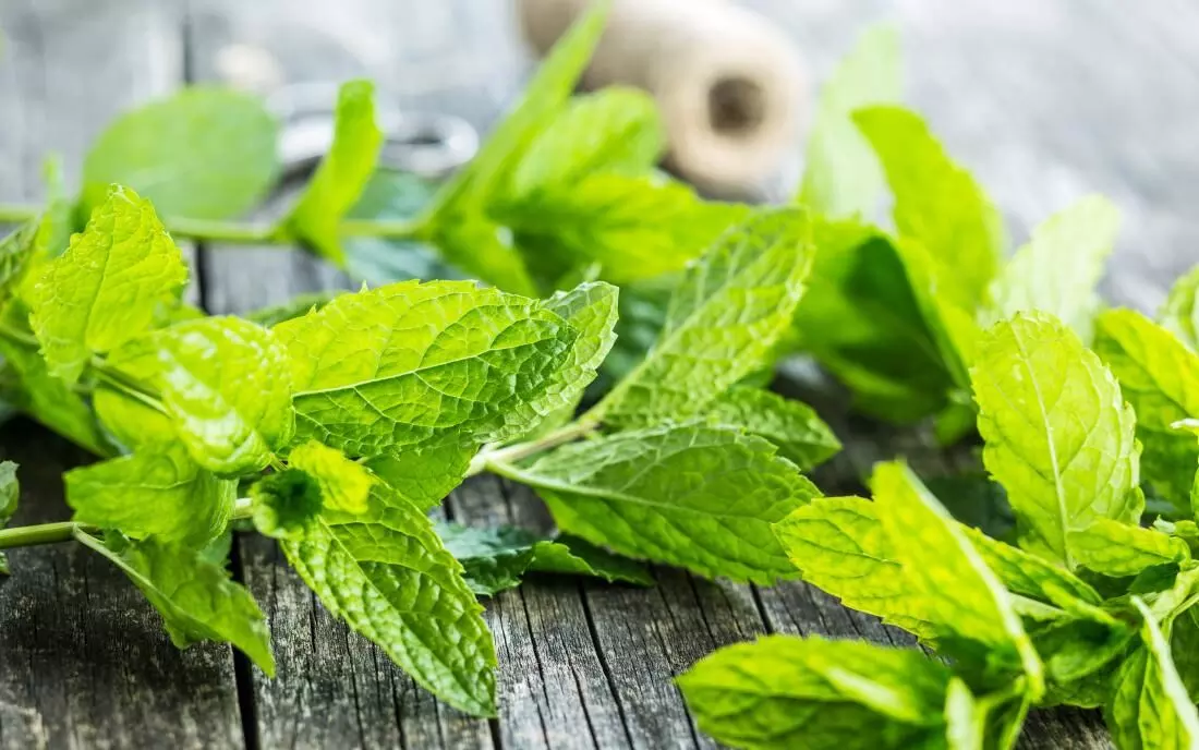Mint leaves: rich in health benefits