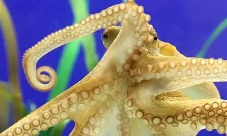 Octopuses can sense light through their tentacles: Study