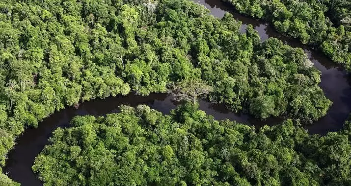 Amazon rainforest plots being sold illegally via Facebook