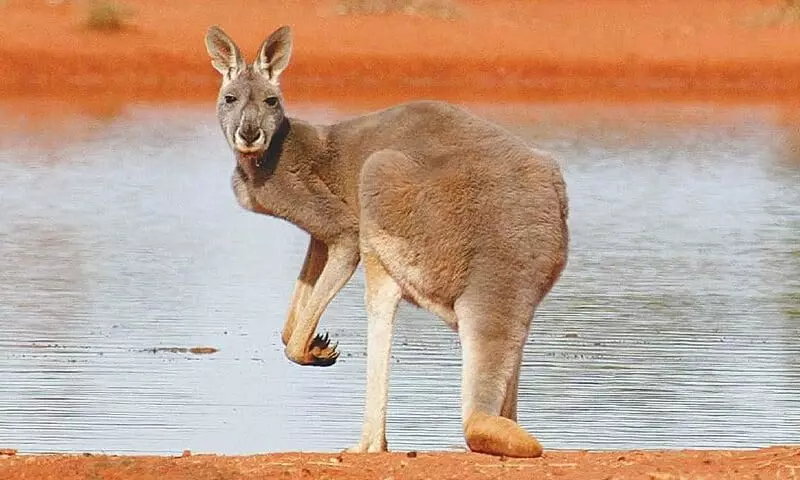Kangaroos are not Shoes