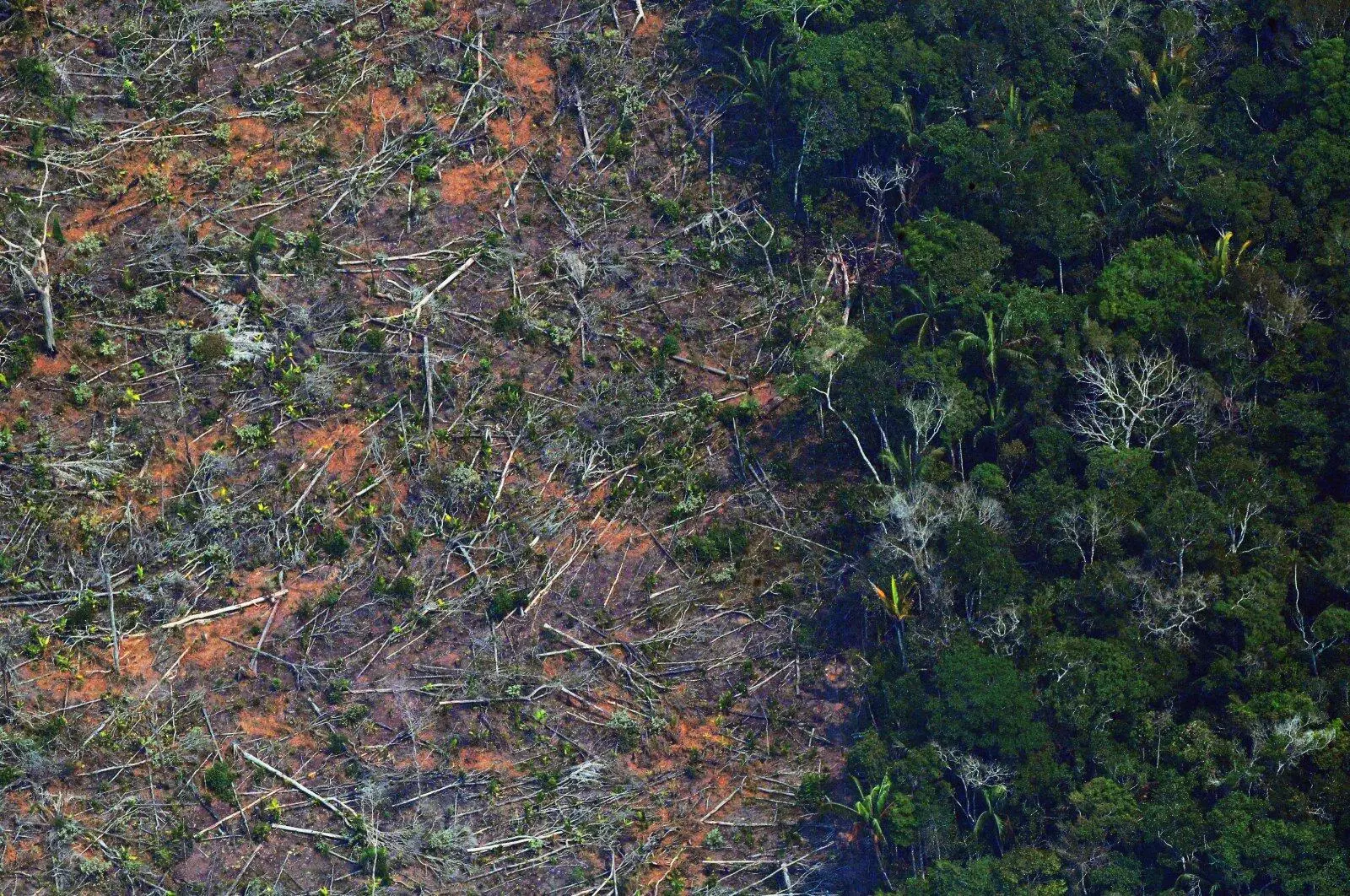 Two-thirds of worlds tropical rainforest destroyed or degraded globally: NGO