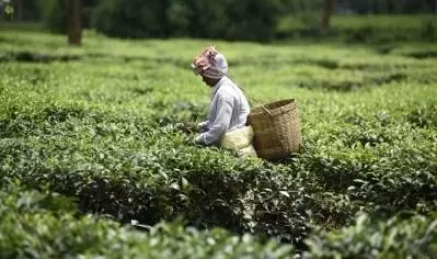Assam tea garden owners raise daily wage of workers by Rs 26