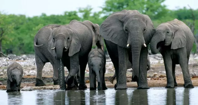African Elephants make it to the IUCN Red List