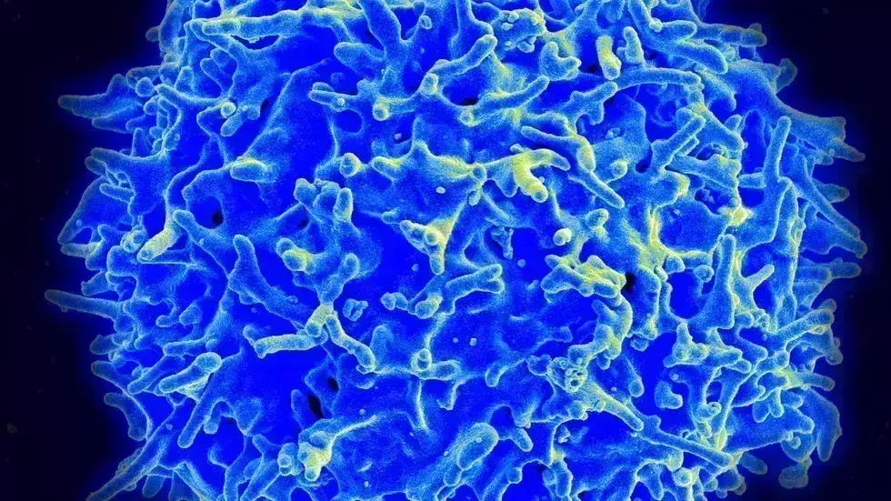T cells recognize recent SARS-CoV-2 variants: Study
