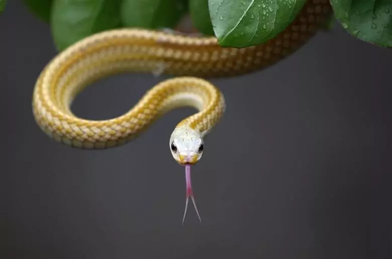 Human saliva may become as lethal as snake venom: Study