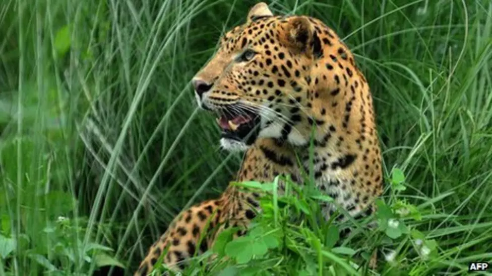 Rampant poaching of leopards reported in Odisha in a year