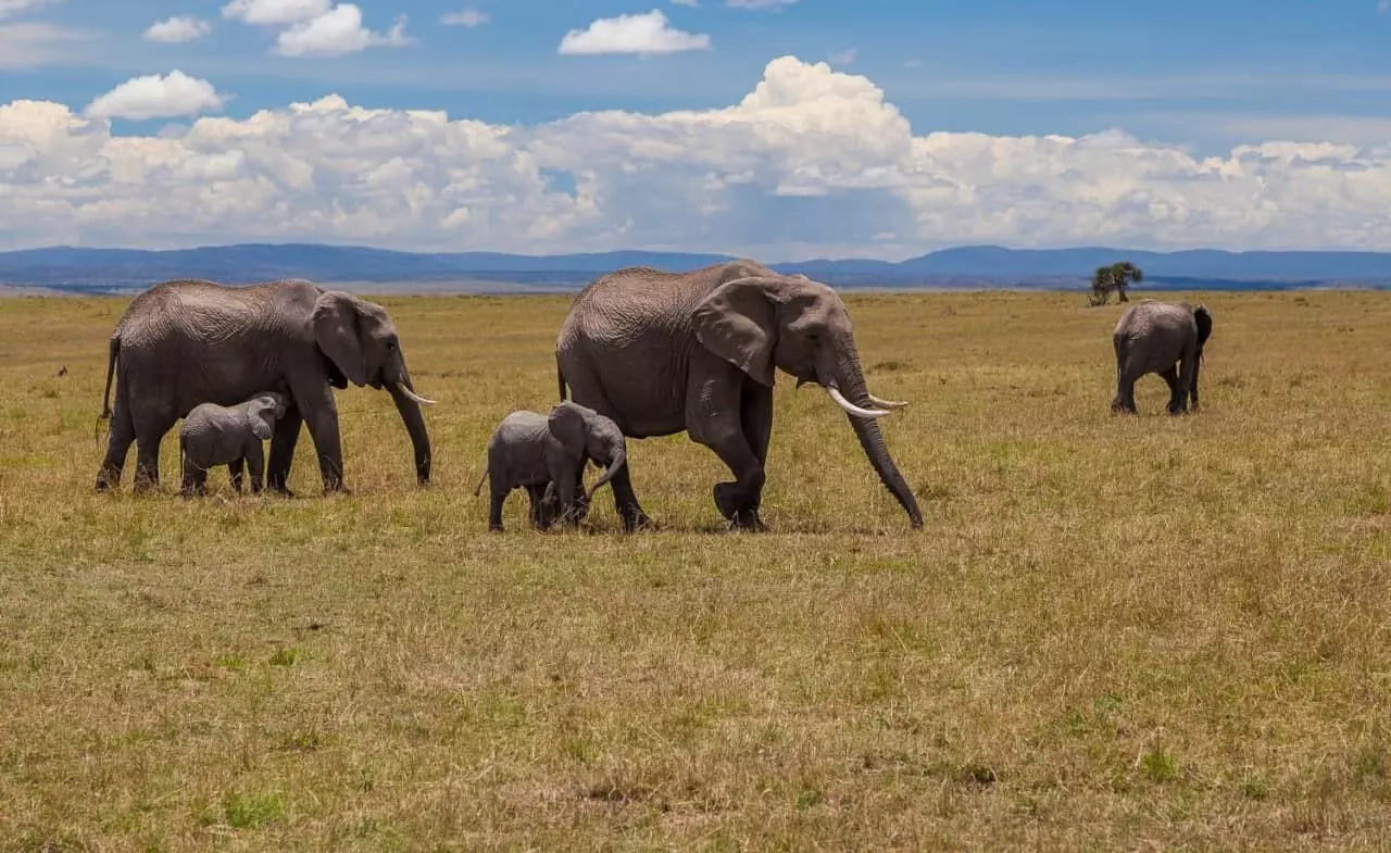 Kenyas elephant population rises at 2.8%