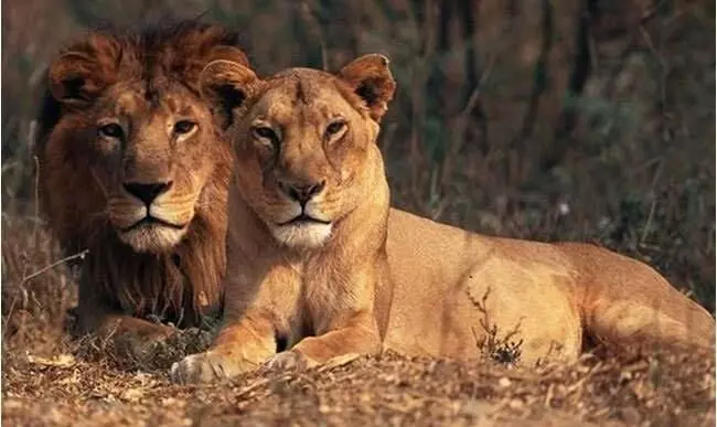 8 Asiatic lions from Hyderabad zoo have SARS-CoV2, not COVID: Centre