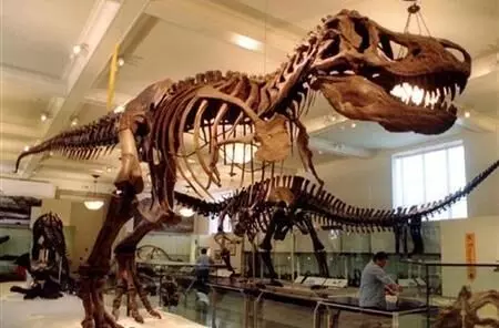 More than 2 billion T. rex may have roamed the Earth: study suggests
