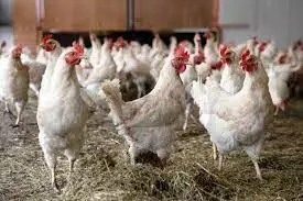 Bird flu outbreak: China reports first human case with H10N3