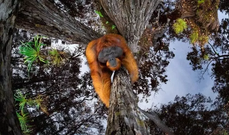 Kerala mans upside down orangutan image wins wildlife photo prize