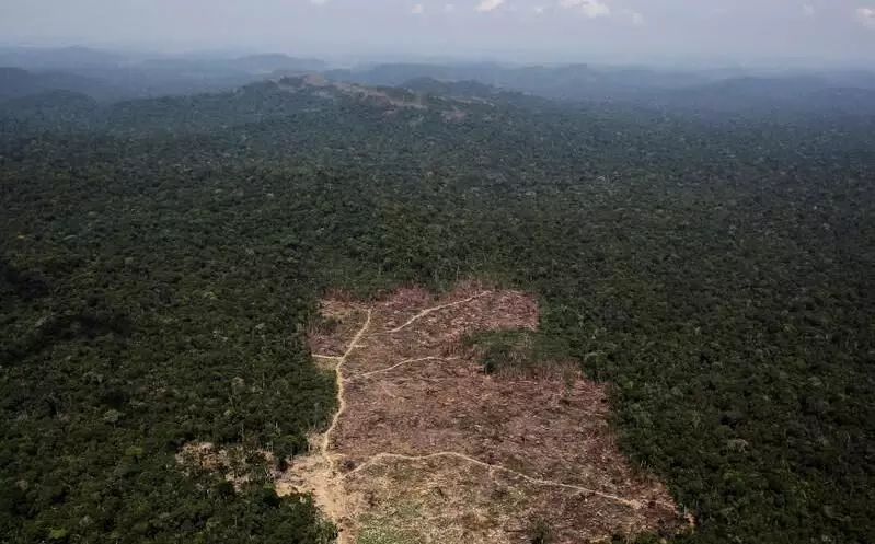 Deforestation of Brazilian Amazon hits record levels in May