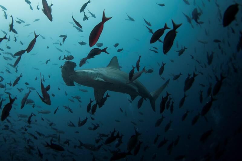 90 per cent of shark species disappeared 19 million years ago: Study