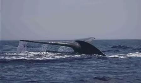 Nuclear bomb detectors find a hidden sub-species of blue whales
