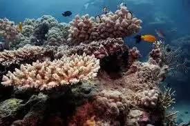 Australia opposes UN move to downgrade the Great Barrier Reef