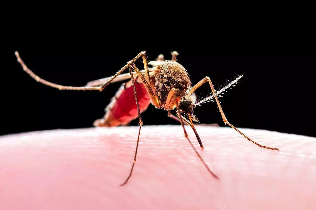 Climate crisis may put 8bn people under malaria, dengue threat: Study