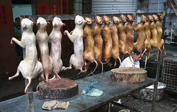Taiwan bans eating dog, cat meat