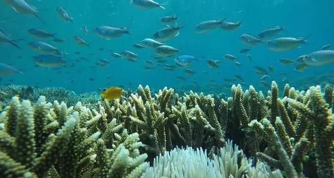 14% of global coral wealth lost to global warming in a decade: report