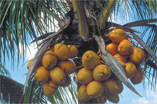 Now, cloning coconut trees; Belgian scientists claim breakthrough