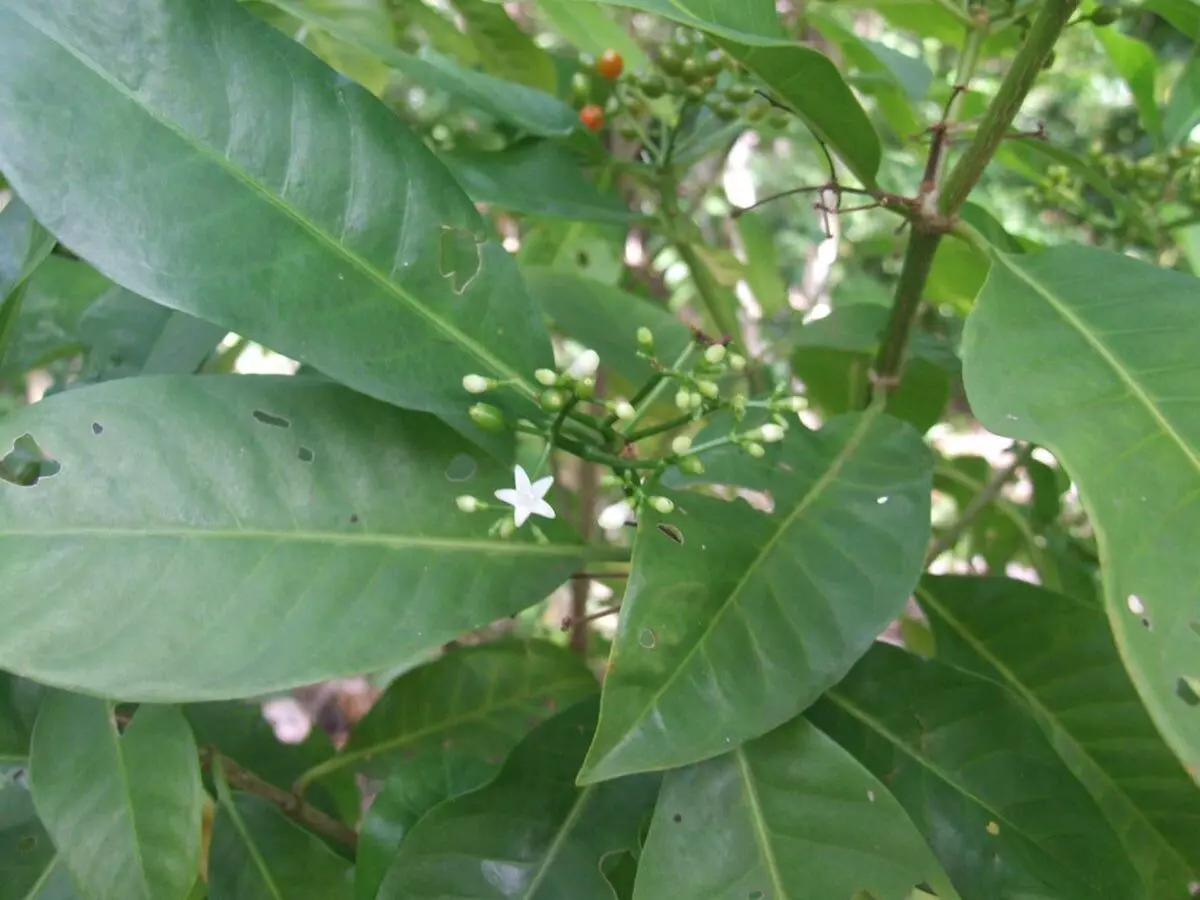 Leaves of plant native to Samoa offer ibuprofen effect: study