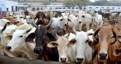 UP cow shelter to play bhajans for the wellbeing and happiness of cows