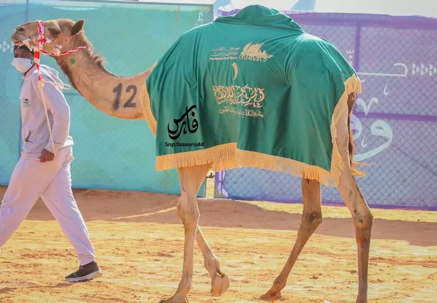Female business owners accessories add charm to camels at King Abdul Aziz camel festival
