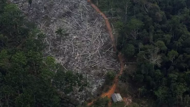 Deforestation in Brazilian Amazon hits record high in January