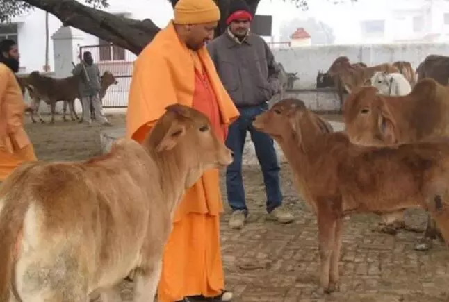 UP Elections: Yogi promises Rs 900 stipend to hush up cow problems