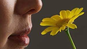 Know how coronavirus stole your sense of smell