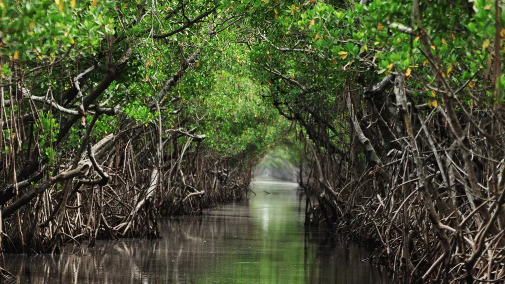 Protect Mangroves … or Perish!