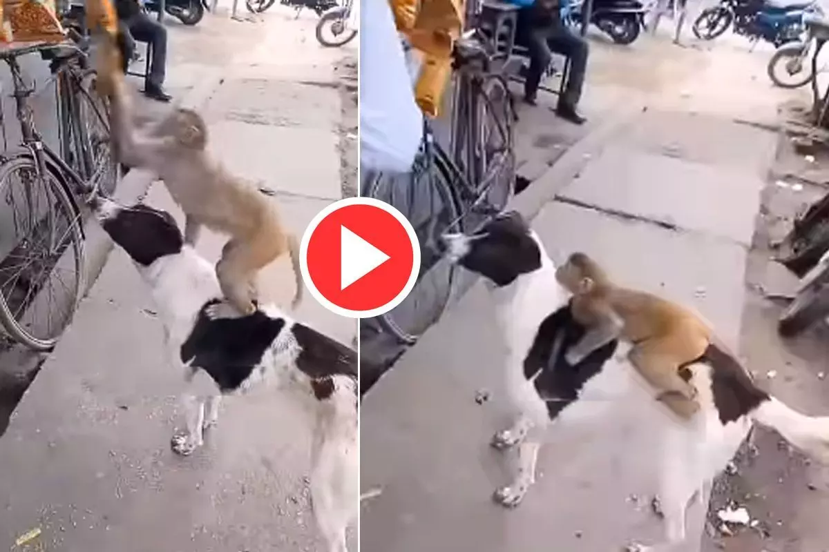 Dog and monkey team up to steal chips, Video goes viral