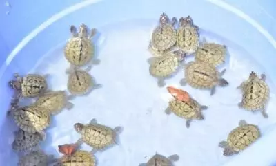 Turtle Day: Endangered turtle hatchlings released into Chambal
