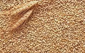 Enough wheat stocks, export ban only to maintain supply balance: Centre