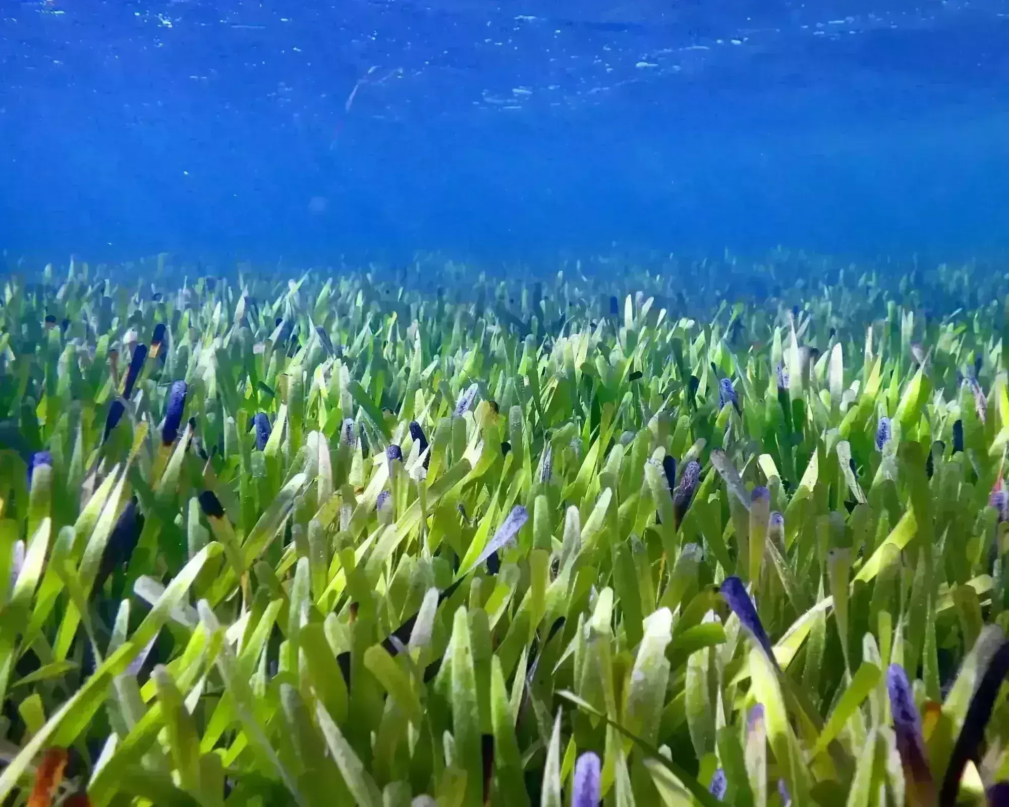Scientists discover an Australian seagrass clone as worlds largest plant