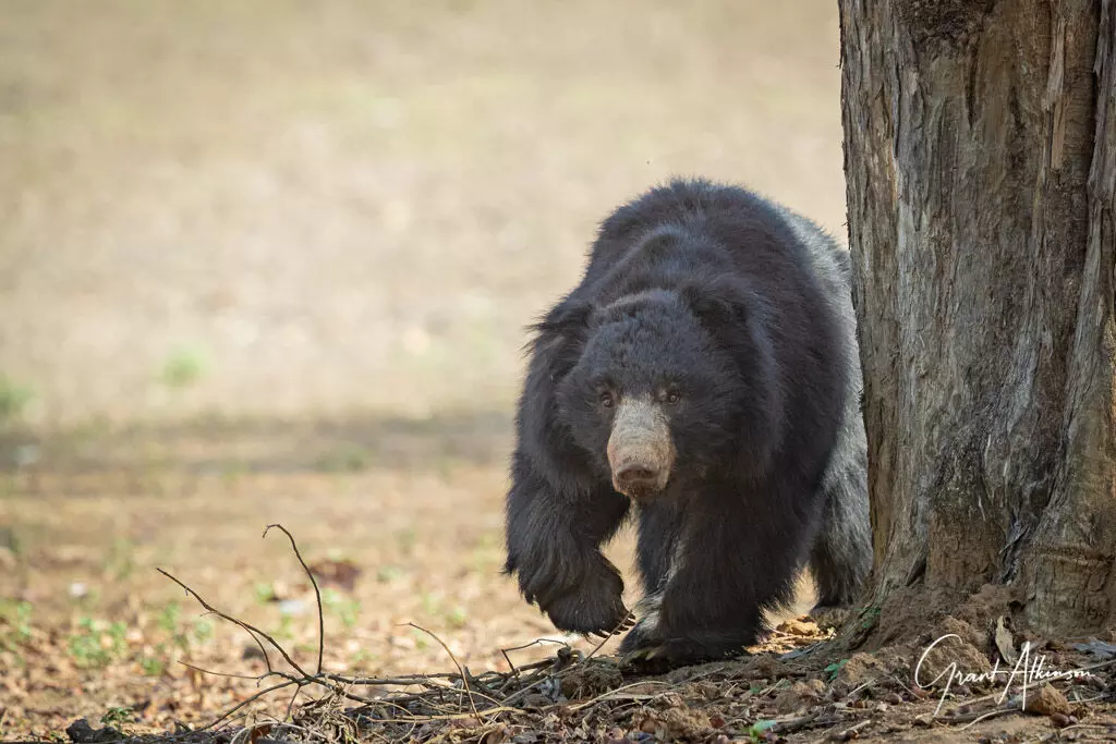 Bear enters MP tribal village in search of water, attacks seven